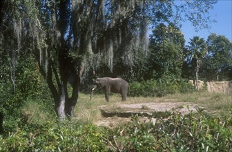 USA, Florida, Orlando, Walt Disney World Animal Kingdom. Elephant standing in reserve with Spanish