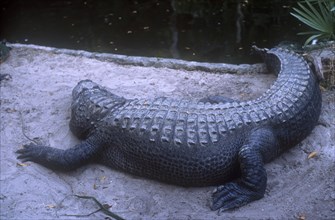 USA, Florida, Alligator lying on the sand by the side of a pond.