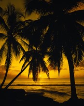 BARBADOS, West Coast, Sunset, Golden sunset over the sea with silhouetted palms.