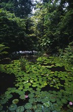 MALAYSIA, Penang, Georgetown, The Botanical Gardens lilly pond with visiting party of school