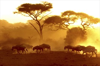 KENYA, Animals, Wildebeast at sunset