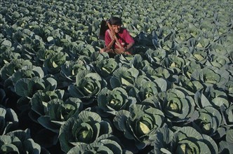INDIA, Gujarat, Bhujodi, Farmhand in cabbage patch
