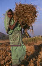 INDIA, Andhra Pradesh, Tuni, Female farm labourer carrying bundle of straw.