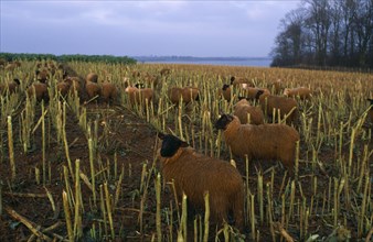 AGRICULTURE, Livestock, Sheep, "England, Rutland.  Black faced sheep eating brussel sprout stalks