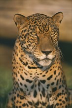 ANIMALS, Big Cats, Jaguar, Portrait of Brazilian Jaguar
