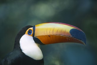BIRDS, Portrait  , Bill, Toco Toucan in Brazilian rainforest