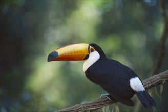 BIRDS, Perched, Small , Toco Toucan in tree in the Brazilian rainforest.