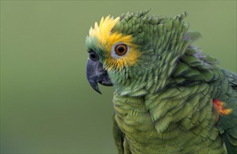 BRAZIL , BIRD , " Portrait Beak  Turqouise, fronted Parrot "