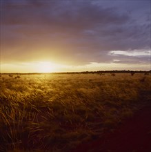 AUSTRALIA, Western Australia, Yellow sunset behind a field of golden windswept grass