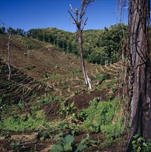 INDONESIA, Java West, Pangandaran, "Ciamis mahogany plantation in cleared