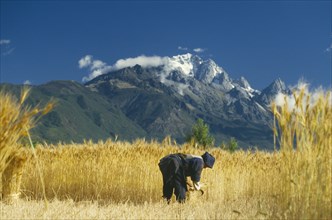 CHINA, Yunnan  , Lijiang, Woman reaping wheat below Mount Yulong near Tibet