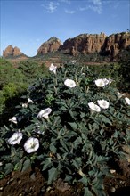 USA, Arizona, Sedona, Sacred Datura plant in desert landscape