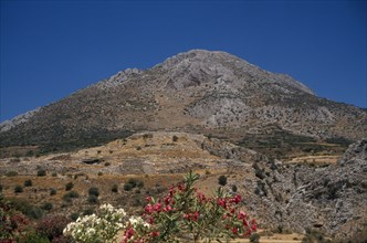 GREECE, Peloponesse, Mycenae, Countryside and ruins with flowering shrubs in foreground.