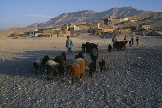 EGYPT, Upper Egypt, Old Qurna, Children herding sheep away from the village and hills in the