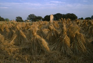 EGYPT, Upper Egypt, Luxor, Harvested wheat field with tied bundles of straw.