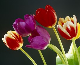 FLORA & FAUNA, Flowers, Tulips, Various coloured tulipa gesneriana