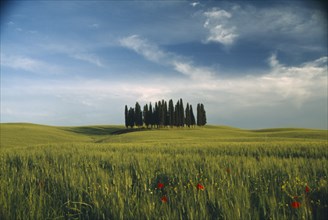 ITALY, Tuscany, Near San Quirco, Small  copse of tall Poplar trees on hill above green wheat with