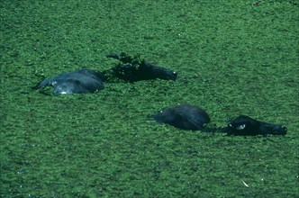 SRI LANKA, Yala National Park, Two wild Water Buffaloes submerged in water with a covering of green