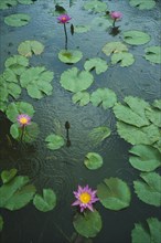 SRI LANKA, General, Ratnapura, Water lilly lotus flowers in pond in the rain