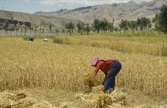 CHINA, Quinghai, Woman reaping wheat in a field.