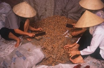 VIETNAM, Bac Ninh, Workers in conical hats preparing cinnamon.