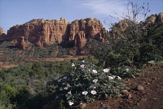 USA, Arizona, Sedona, Sacred Datura Plant and rock formations