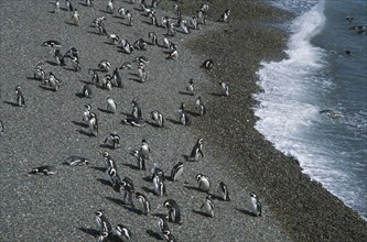 ARGENTINA, Patagonia, Chubut Province, Magallenic penguin colony on the beach at Punta Tombo.