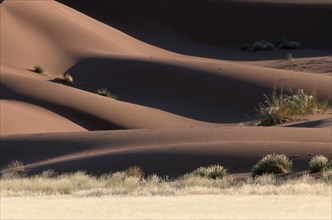 NAMIBIA, Namib Desert, Red sand dune desert landscape.