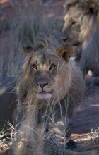 ANIMALS, Big Game, Lions, Portrait of a Kalahari Lion ( Panthera leo ) lying down.