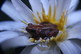 NATURAL HISTORY, Frogs, Painted reed frog ( Hyperolius sp. ) sitting in a flower floating on the