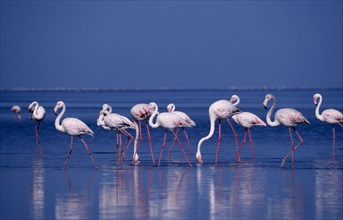 BIRDS, Wading, Lesser Flamingo ( Poenicopterus minor ) standing in shallow water.