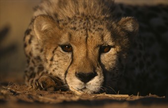 ANIMALS, Big Cats, Cheetah, Face on portrait of a Cheetah ( Acinonyx jubatus ) lying down in the