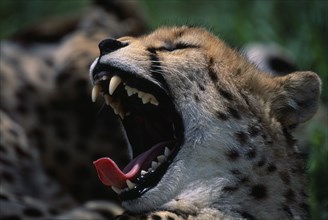 ANIMALS, Big Cats, Cheetah, Portrait of a Cheetah ( Acinonyx jubatus ) with its mouth open wide.