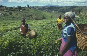 KENYA, Farming, Tea pickers