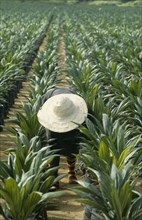 NIGERIA, Agriculture, Man tending young palm oil trees