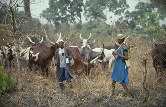 NIGERIA, Farming, Fulani herdsmen with longhorn cattle