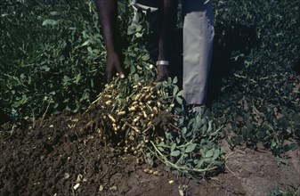 NIGERIA, Agriculture, Groundnuts peanuts being inspected by hand