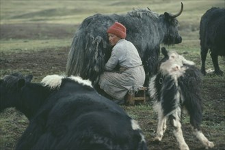 MONGOLIA, Agriculture, Woman milking yak in summer upland pasture