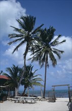 BELIZE, Caye Caulker, Tonis hotel beach with palm trees