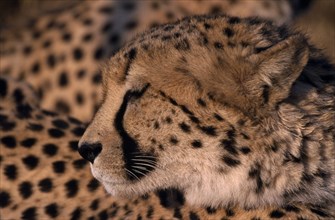 ANIMALS, Big Cats, Cheetah, Close up profile shot of a Cheetah in Namibia.
