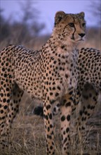ANIMALS, Big Cats, Cheetah, Close up of a standing Cheetah in Namibia.