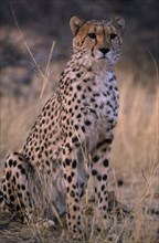 ANIMALS, Big Cats, Cheetah, Close up of sitting cheetah in Namibia.