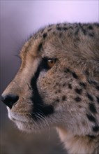 ANIMALS, Big Cats, Cheetah, Close up profile shot of a cheetah in Namibia.