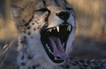 ANIMALS, Big Cats, Cheetah, Close up of a cheetah with its mouth open wide in Namibia.