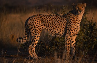 ANIMALS, Big Cats, Cheetah, Standing Cheetah in evening light in Namibia.