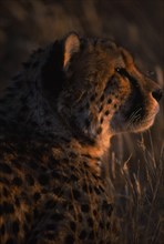 ANIMALS, Big Cats, Cheetah, Close up profile of cheetah in evening light in Namibia.