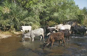BURKINA FASO, Banfora, Group of cattle standing in water