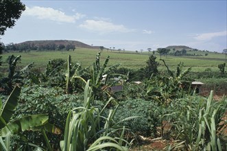 UGANDA, Agriculture, Crops of sugar cane with green fields and hills behind.