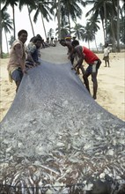 GHANA, Industry, Men pulling fishing nets full of fish out of sea.