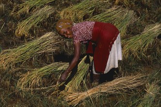 MADAGASCAR, Agriculture, Young woman harvesting rice